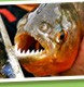 piranhafish